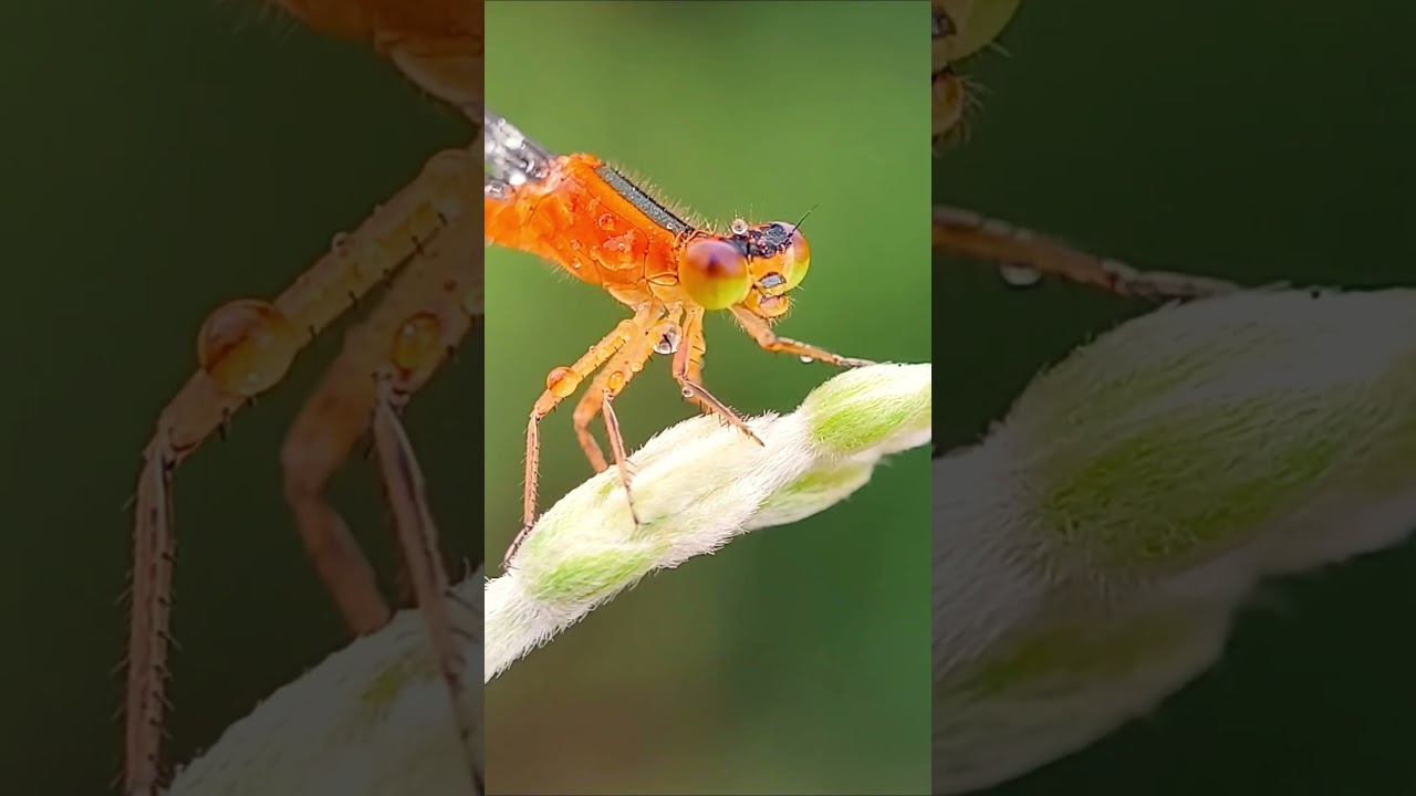 scarce blue-tailed damselfly close-up 