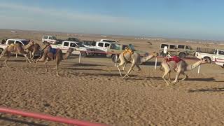 الجمعه    الموافقيناير الشوط الثاني قعدان صعوبم