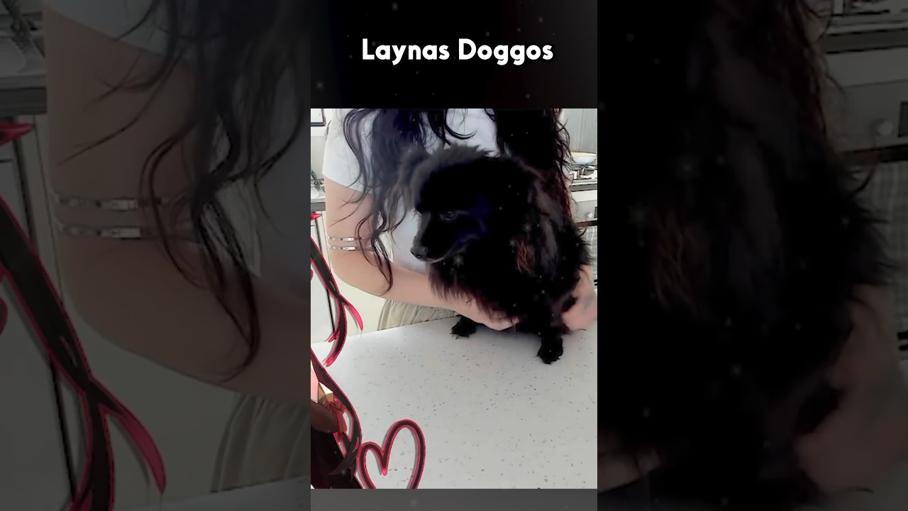 Layna showing her Dogs!