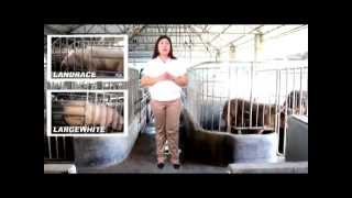 Choosing The Right Breed Type -Sukatan Sa Pagpili Ng Baboy- B-Meg Premium Hog Raising