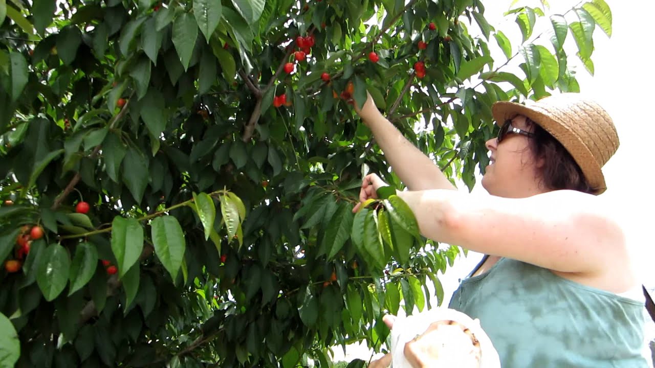 Picking blueberries & cherries May 21-22, 2011