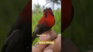 Burung Sepah Raja Jantan