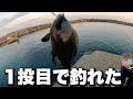 大磯港で新しい仕掛け試したら１投目で・・・
