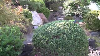 ツゲの剪定時期と季節に適応した剪定方法 庭木の剪定専門サイト