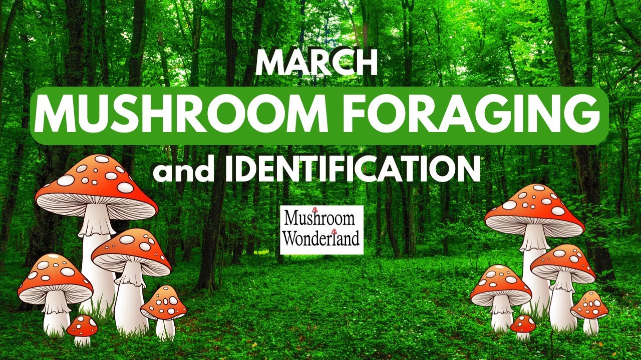 March Mushroom Foraging and Identification- 17 mushrooms identified in real time