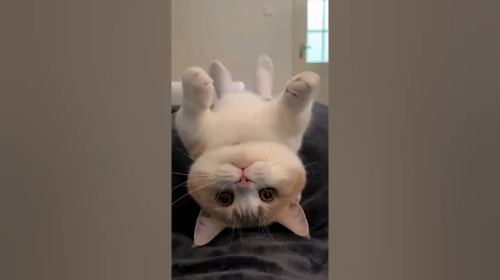 Watch the video about Funniest Cats Compilation 2025 😂 Try Not to Laugh at These Funny Cat Videos #cat #cats #funny #cute