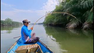 Download lagu Saya mancing tepat disarang ikan Barramundi dan ikan Mangrove Jack,Sambarannya ganas-ganas