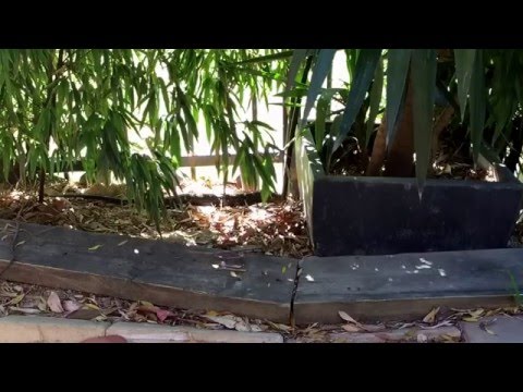 Diamond Python in private backyard