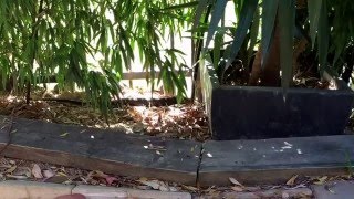 Diamond Python in private backyard Profile