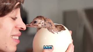 Hatching World's Biggest vs Smallest Egg (FULL COMPILATION / FINALE) 🐣