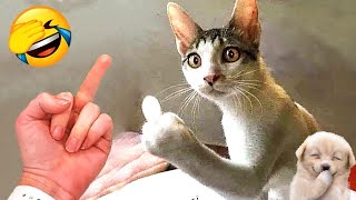 New Funny Animals 😅 Funniest Dogs And Cats Videos 2024🐶😺 #42