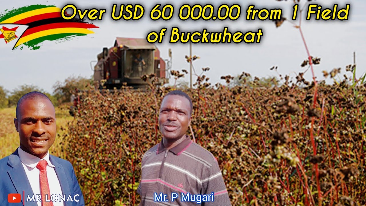 Over $60,000 From One Field! Buckwheat Harvest in Zimbabwe