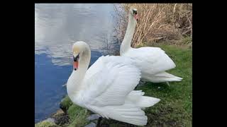 Pictures of king swan showing he is a beast !!