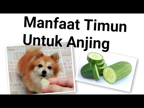 Manfaat Mentimun Bagi Anjing - Timun Sayur Penyelamat Anjing Saya ☺😊