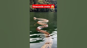 Anaconda snake in real life P95#shorts #short #snake #nagin #python #anaconda #snakes #bigsnake#fact