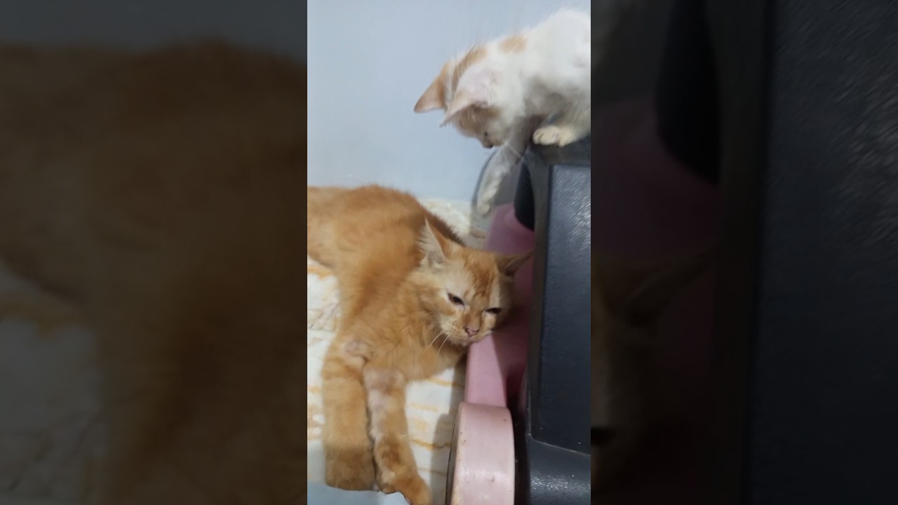 Simba Lagi Relax, Adik Malah Mau 'Usik'! 🤣 