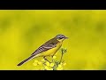 Yellow Wagtail Call