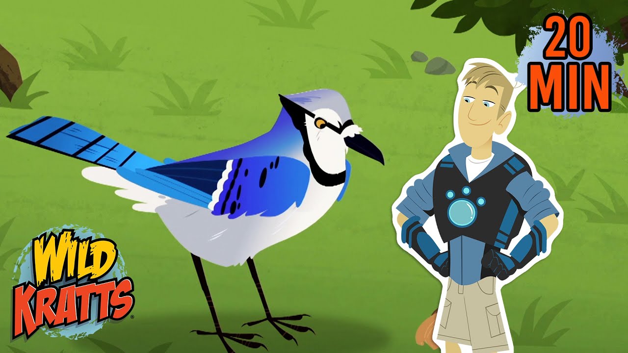 Blue Jays vs Squirrel | Creature Battle | Wild Kratts - YouTube