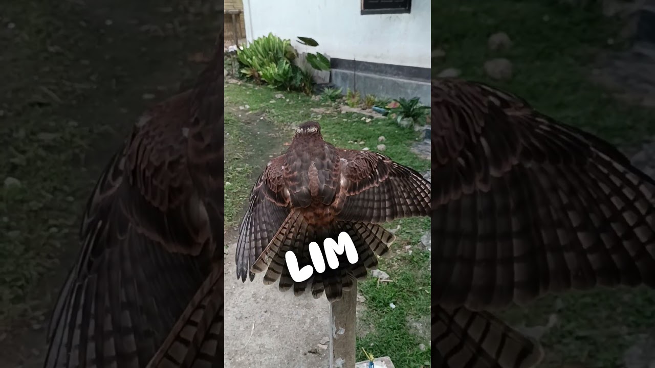 ALAP ALAP LATIHAN RESPON KENCANG 