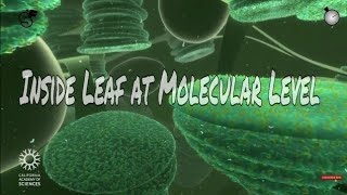 Travelling deep inside a leaf-Molecular Level