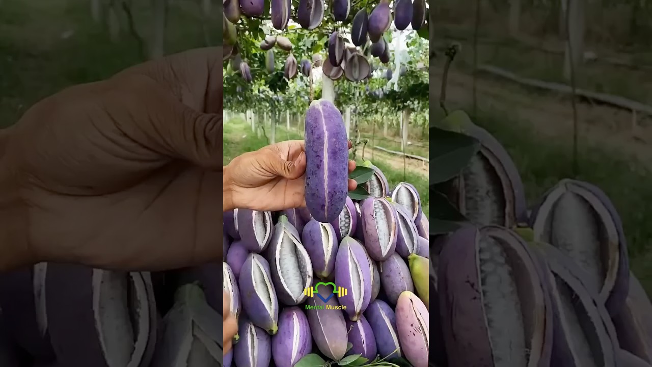 Top 5 Surprising Fruit Facts You Need to Know! 🍇🍍🥭 