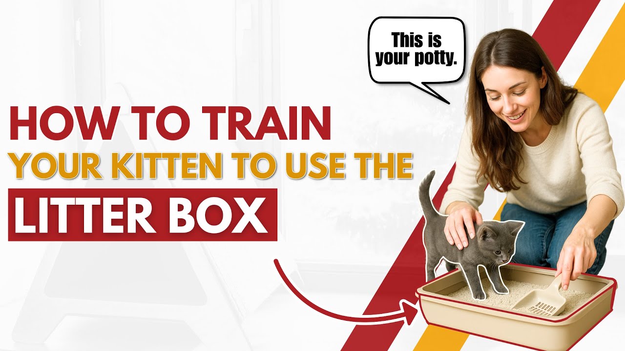 Picture of How To Train Kittens To Use The Litter Box - YouTube