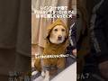 レインコートが嫌でテンションが下がっていたけど、徐々に楽しくなっていく犬★#shorts #labradorretriever #ラブラドールレトリバー #可愛い #癒し #大型犬 #ぼんちゃん