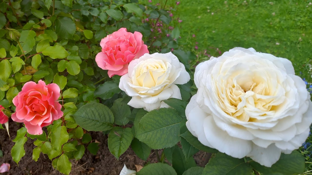 Розы.Чем кормлю после обрезки.