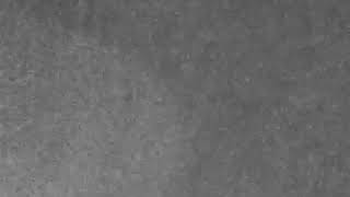 Shiloh Dynasty Drunk And Confused