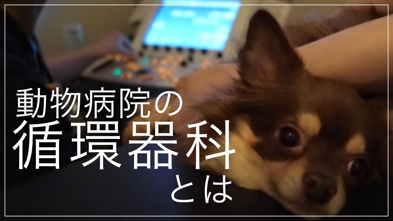 循環器科 - アニマルクリニックこばやし
