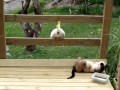 Cockatoo attacks cat