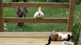 Cockatoo attacks cat