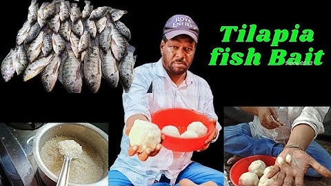 How To make Tilapia Bait | Rice Tilapia Fish Bait | ATN Fishing