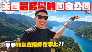 清晨五點出發避開車陣,兩天走完奧林匹克國家公園高山雨林海岸三地形