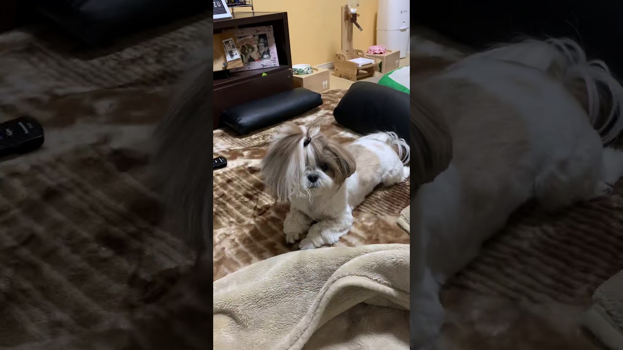 シーズー こんばんは 中村アンです とその夫のぽん太です Youtube