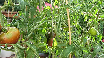 How do you grow Black Krim tomatoes?
