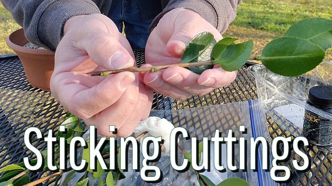 How to Stick WINTER CUTTINGS of Boxwood, Camellia, and Yew / Winter Cuttings FOLLOW UP
