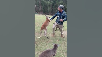 Kangaroo Has An Attitude || ViralHog