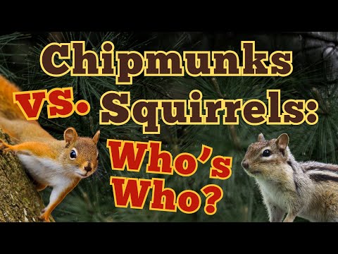 Chipmunks vs. Squirrels: Can You Tell the Difference?