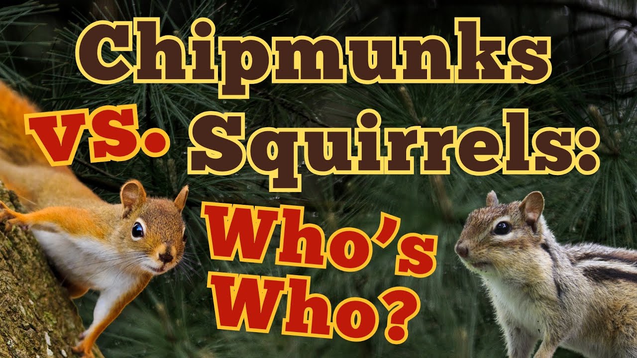 Chipmunks vs. Squirrels: Can You Tell the Difference?