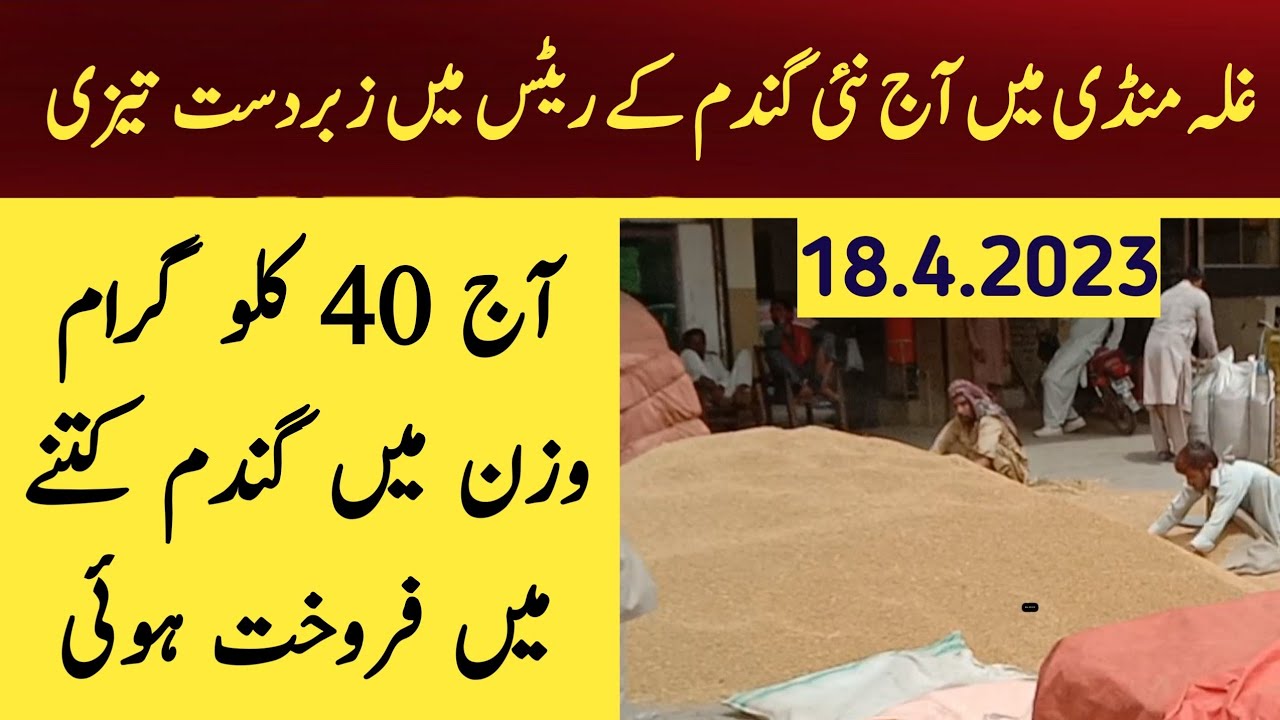 Wheat price in Pakistan 2023|Gundam ka rate today Punjab Pakistan - YouTube