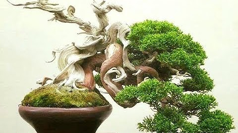 TRỒNG 12 LOẠI CÂY PHONG THỦY TƯƠNG ỨNG VỚI 12 CON GIÁP ĐỂ RƯỚC TÀI LỘC VÀO NHÀ