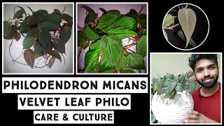 Philodendron Hederaceum Var. Micans Velvet Leaf Philodendron Nandanam Exotics By Nirmal