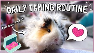 Guinea Pig Daily Taming Routine 2023!