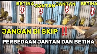 CARA MEMBEDAKAN KONIN IJOAN JANTAN DAN BETINA 100 % AKURAT DAN TERBUKTI