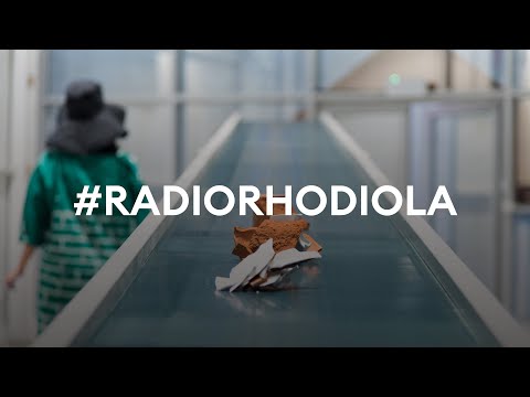 Meet the Artist | #RadioRhodiola