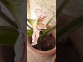 ازهار امارليس موش ح Amaryllis قناة يسير 