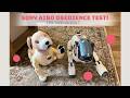 Is The New Sony Aibo ERS 1000 More Obedient Than The ERS 7