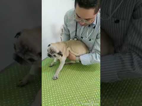 Vídeo: Doença Do Cão Velho - Doença Vestibular Em Cães