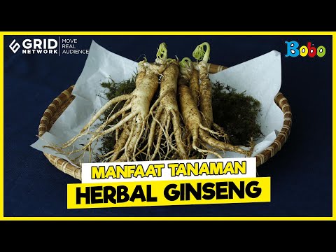 Video: Info Ginseng Korea: Apakah Akar Ginseng Asia Berbeda dengan Ginseng Amerika